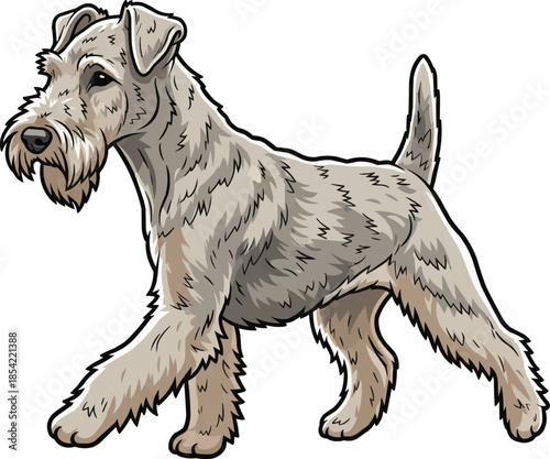 Lakeland Terrier dog walking trotting gait movement side view