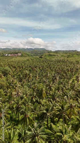 Jungle in Indonesia, field of palm trees seen from the air.