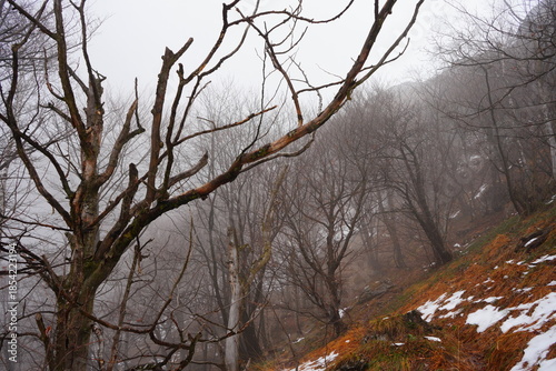 dark forest, Italy