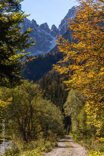 inquadratura verticale con vista su un sentiero che attraversa una grande foresta in una valle in mezzo alle montagne del nord Italia, di mattina in autunno