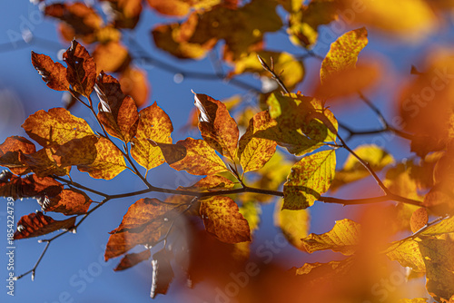 foglie dai colori autunnali sul ramo sottile di un albero in un ambiente naturale, di giorno, con cielo azzurro sullo sfondo