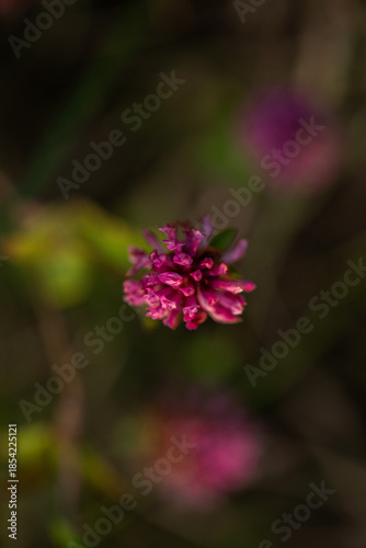 vista verticale di un piccolo fiore color magenta in primo piano, su sfondo verde scuro e sfuocato