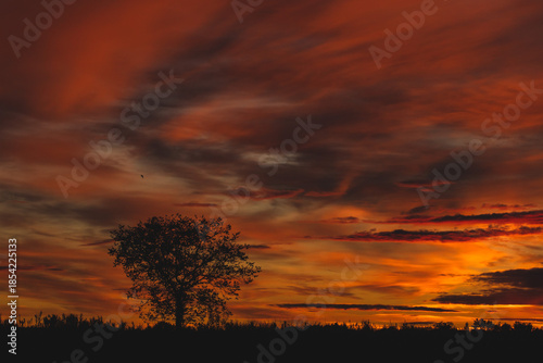 sagoma nera di terreno naturale e piccolo albero in primo piano, con bellissimo cielo nuvoloso e dai colori caldi e sfumature di arancione intenso, al tramonto sullo sfondo