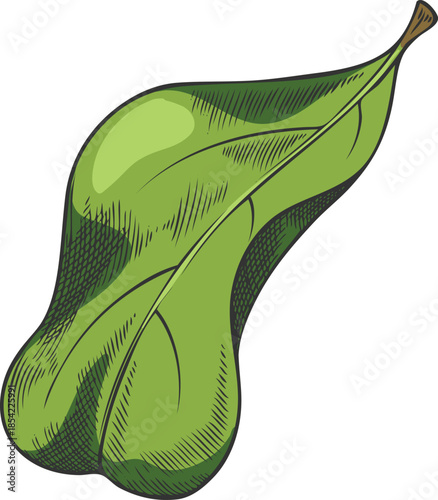 Acerola berry green leaf vector sketch, Barbados cherry tree, hand drawn exotic fruit superfood plant foliage