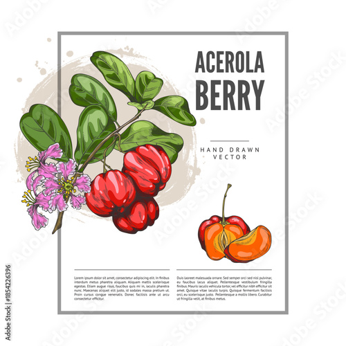 Hand-drawn watercolor sketch of an acerola branch with leaves, flowers, and berries.