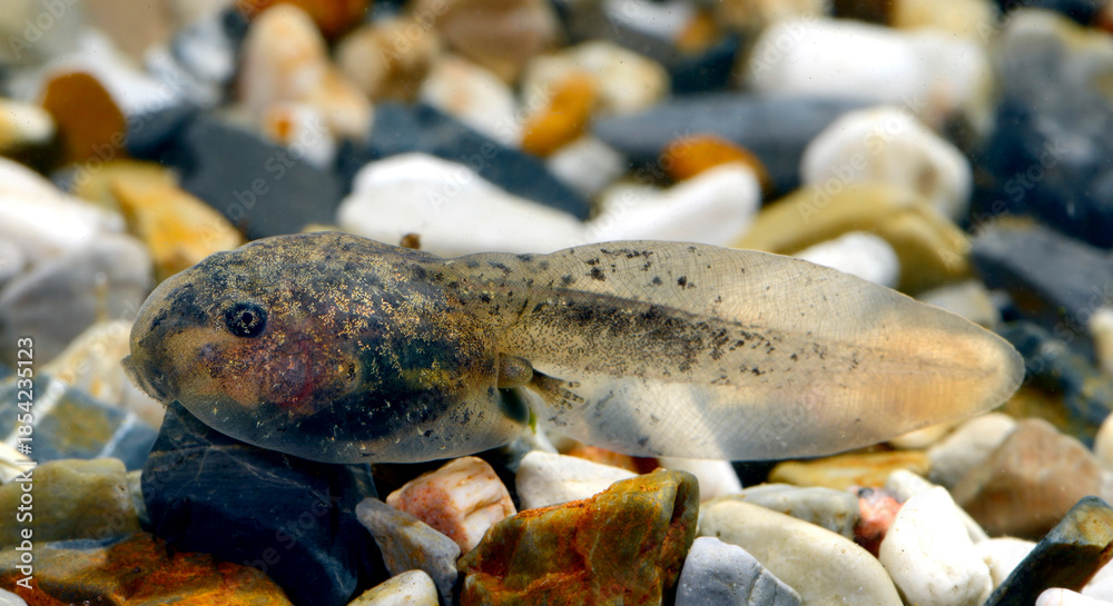 Fototapeta premium Kaulquappe einer Chinesischen Riesenunke // Tadpole of a large-webbed bell toad (Bombina maxima) - China
