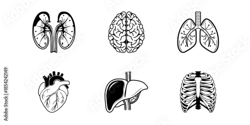 Black line drawing icons of human internal organs: detailed kidneys, convoluted brain with cerebral folds, branching lungs, smooth liver, muscular heart with chambers and arteries, curved ribcage.