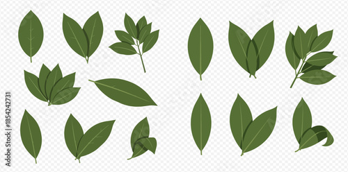 Collection of fresh green bay leaves and branches on a transparent background, perfect for culinary and herbal designs.