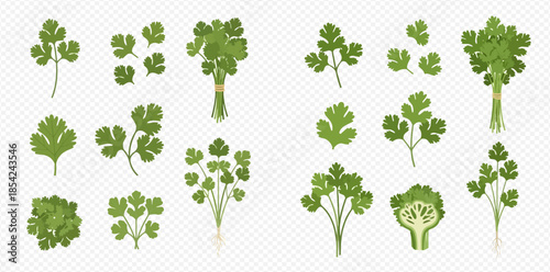 Fresh green parsley and cilantro leaves, sprigs, and bunches set.