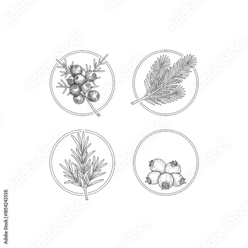Luxury botanical icons for winter skincare—juniper berries, fir needles & herbs.