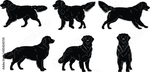Dog silhouette set showing various walking standing and running poses of a friendly retriever breed isolated on white background vector illustration