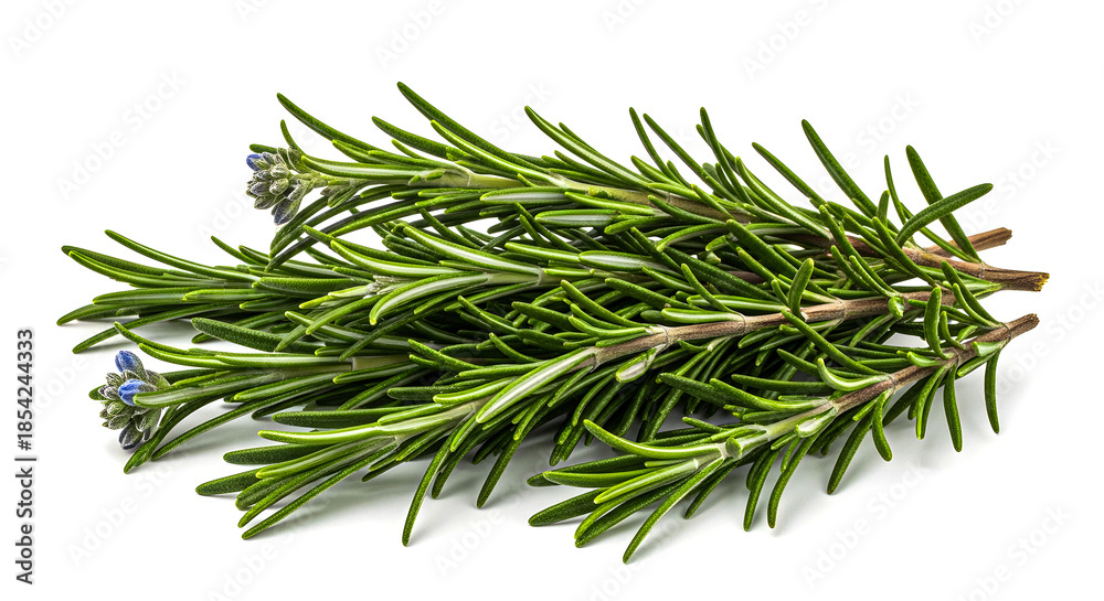 Fototapeta premium Fresh organic rosemary sprigs with tiny purple flowers on a white background