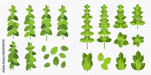 Set of green plant elements with various leaves and branches for design.