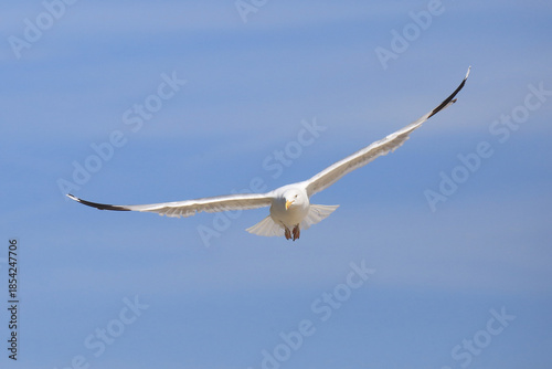 Möwe im Flug (von hinten)