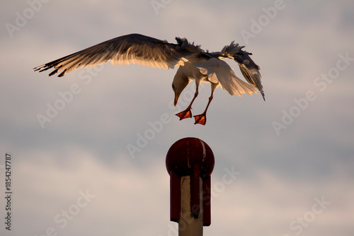 Möwe im Landeanflug mit Gegenlicht während Sonnenuntergang