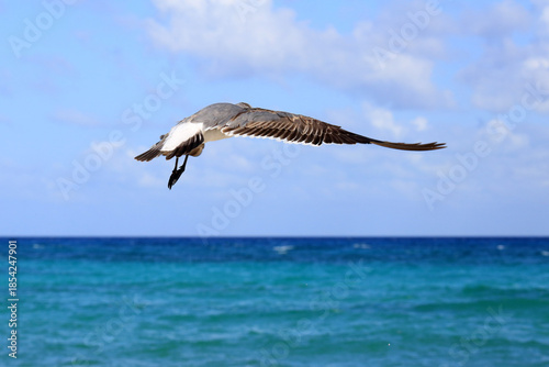 Möwe (von hinten) im Flug über schönem Meer