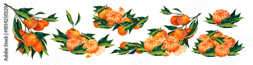 Foto Watercolor mandarin illustrated as a set of elements: branches, slices, whole fruits and leaves