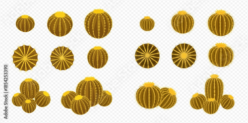 Set of golden barrel cactus plants with different sizes and arrangements on transparent background.