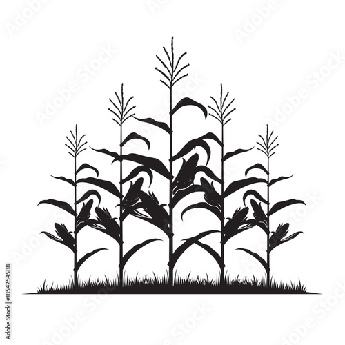 corn field illustration isolated on white background