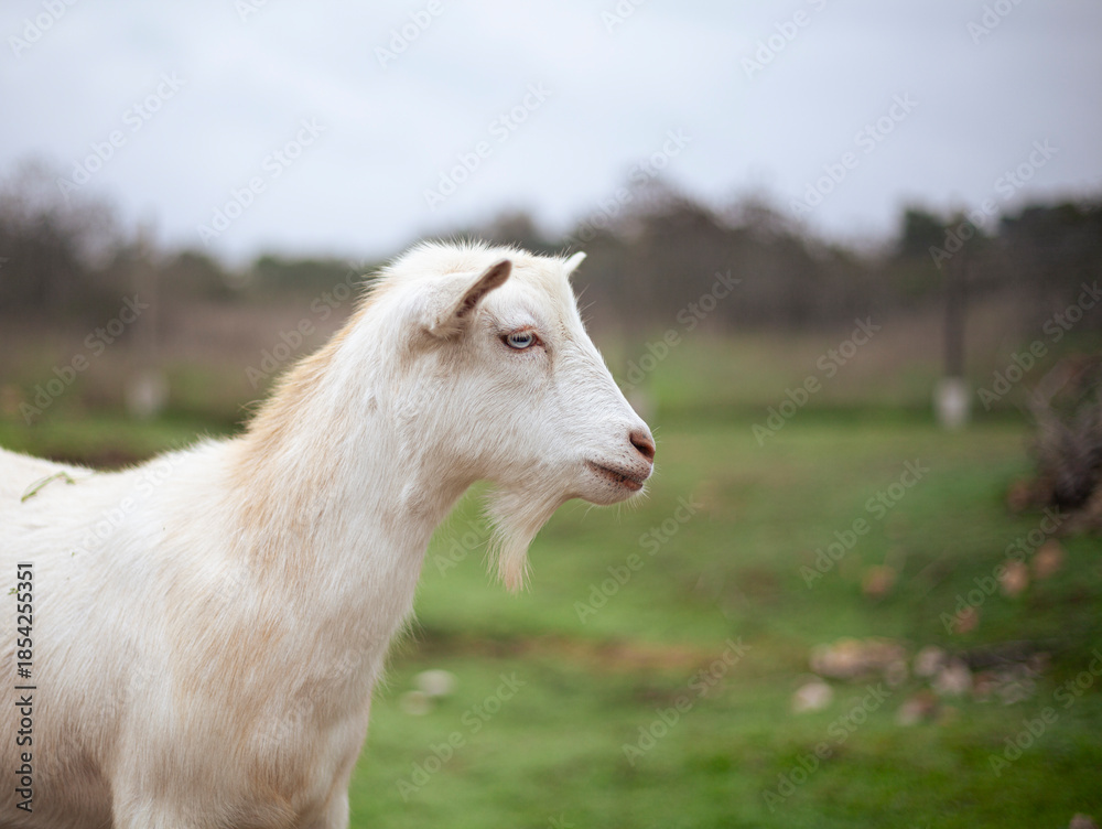 Obraz premium white goat on a mountain filed 