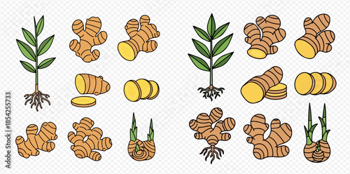 Set of ginger root illustrations, whole and sliced, with plant and sprouts, on transparent background.