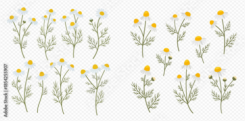 Set of beautiful chamomile flowers with green leaves, isolated on transparent background, perfect for herbal tea and natural medicine designs.