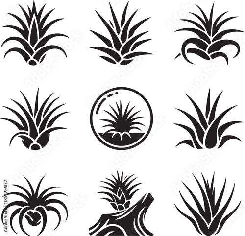 Air plant, tillandsia succulent, tropical flora, exotic botanical, nature rosette, indoor decoration, desert growth icons