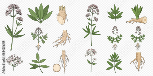 Set of various medicinal herbs with roots and leaves for traditional medicine and herbal remedies.