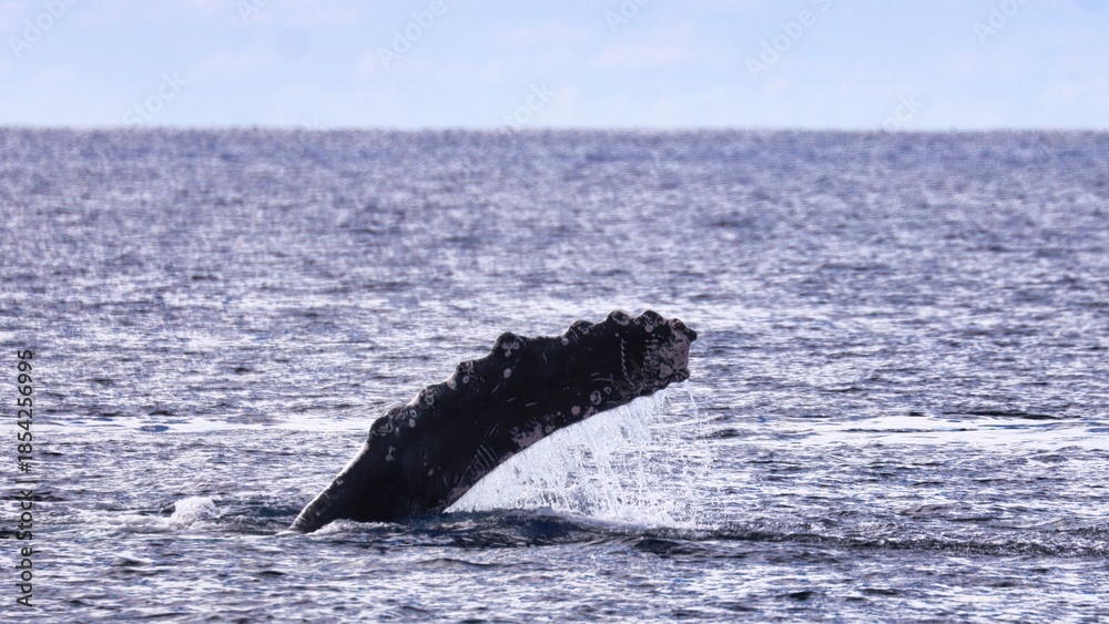 Fototapeta premium Maui, Hawai'i, USA