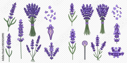 Set of lavender flowers, bouquets, and individual sprigs in various forms for aromatherapy and decoration.