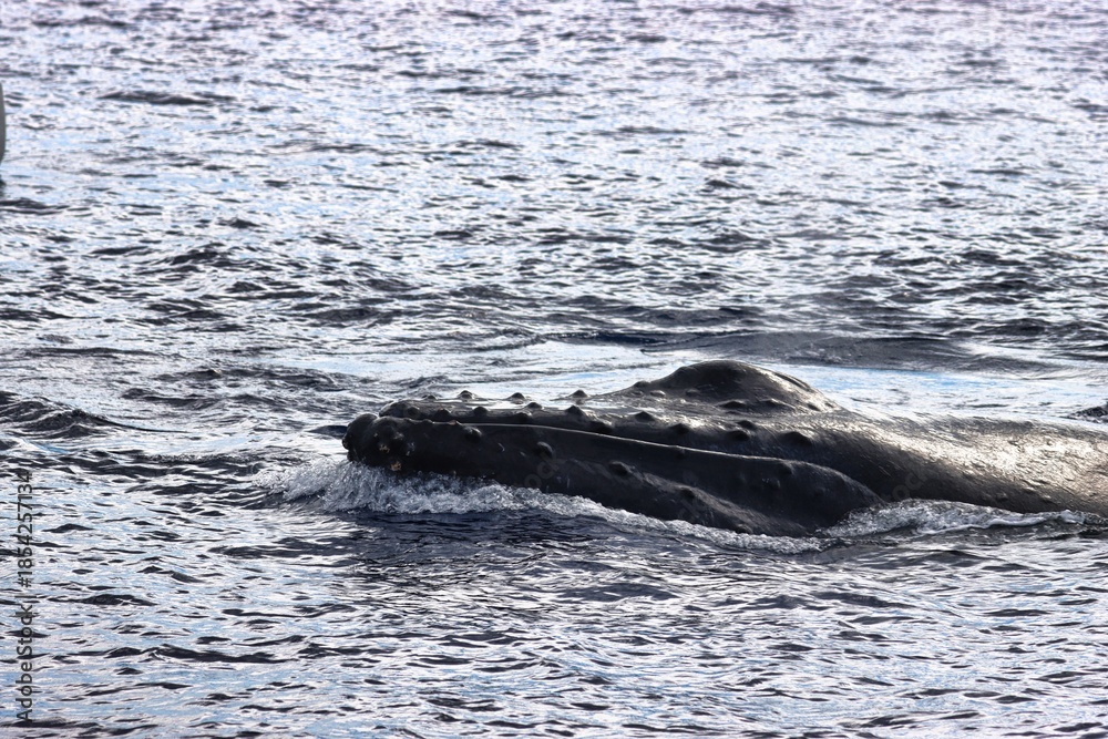 Fototapeta premium Maui, Hawai'i, USA