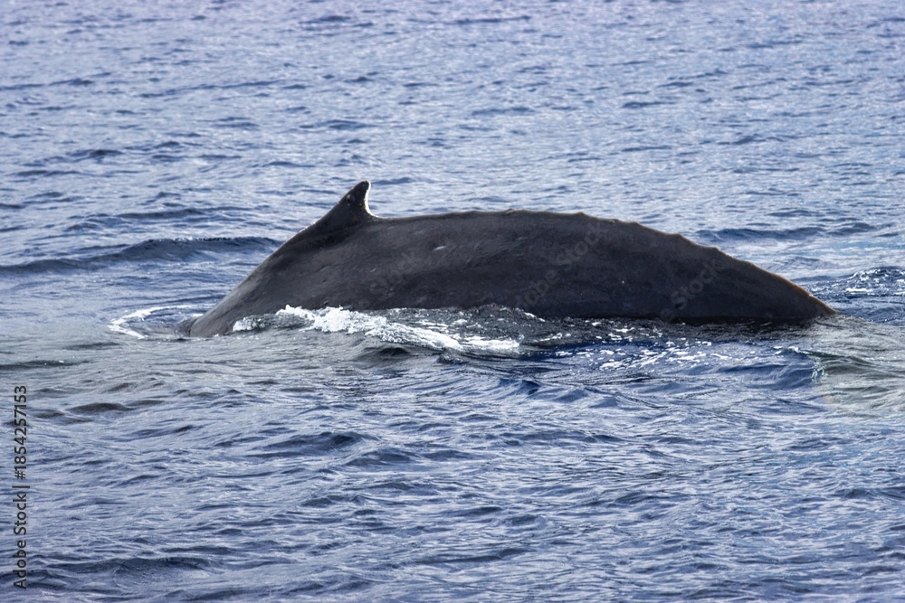 Fototapeta premium Maui, Hawai'i, USA
