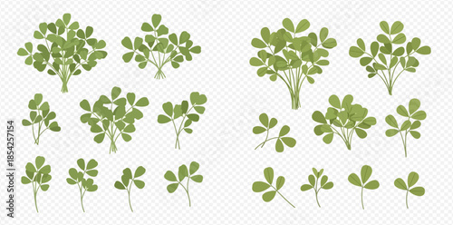 Set of fresh green fenugreek leaves and bunches, healthy herb for cooking and medicinal use.