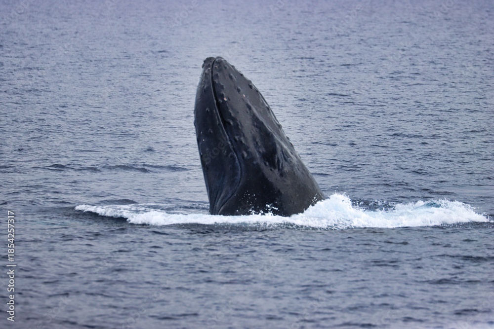 Fototapeta premium Maui, Hawai'i, USA