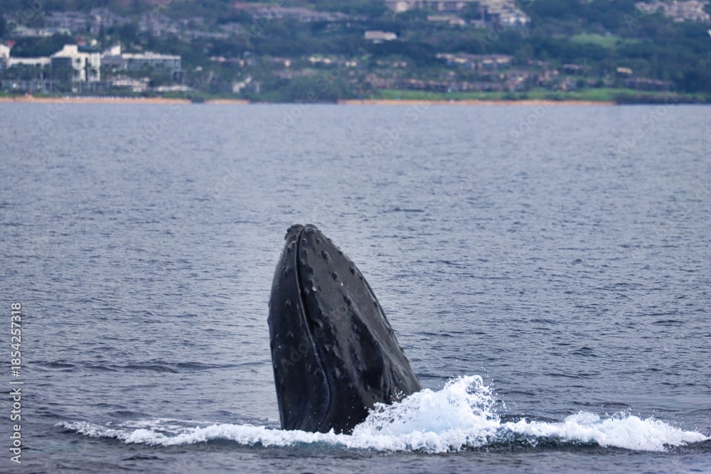 Fototapeta premium Maui, Hawai'i, USA