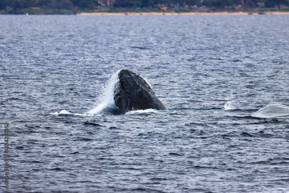 Fototapeta premium Maui, Hawai'i, USA