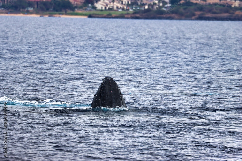 Fototapeta premium Maui, Hawai'i, USA