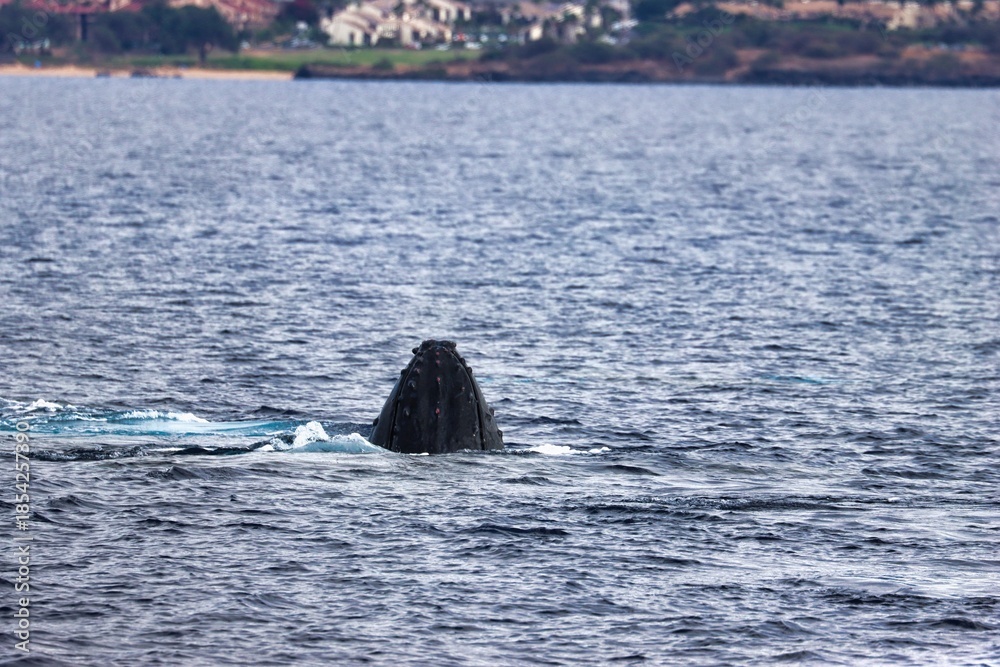 Fototapeta premium Maui, Hawai'i, USA