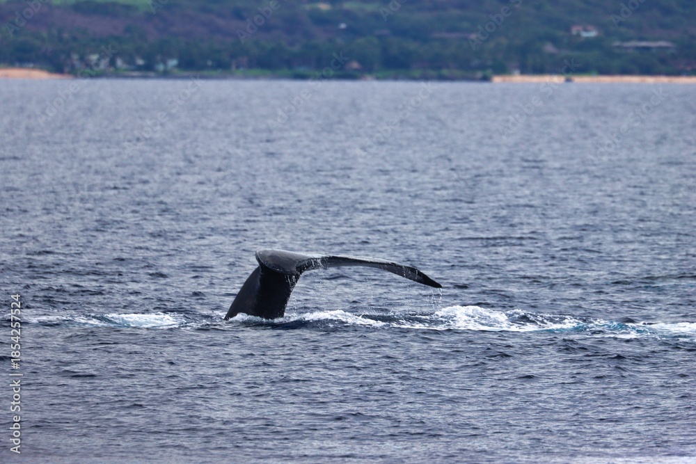 Fototapeta premium Maui, Hawai'i, USA