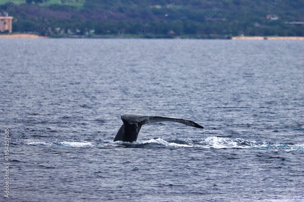 Fototapeta premium Maui, Hawai'i, USA