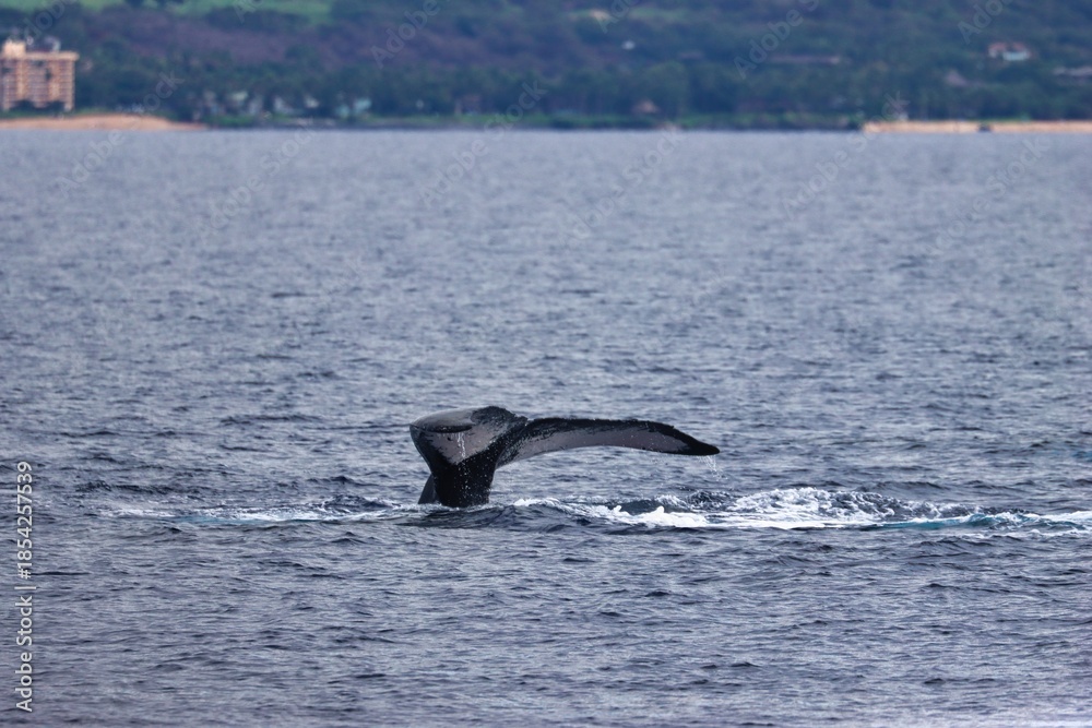 Fototapeta premium Maui, Hawai'i, USA