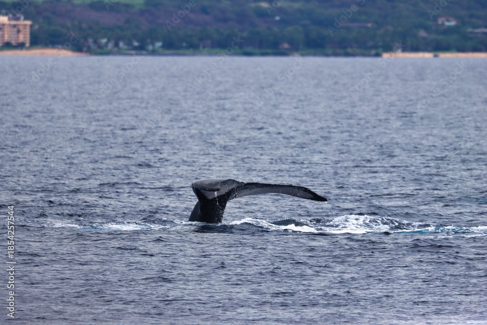 Fototapeta premium Maui, Hawai'i, USA