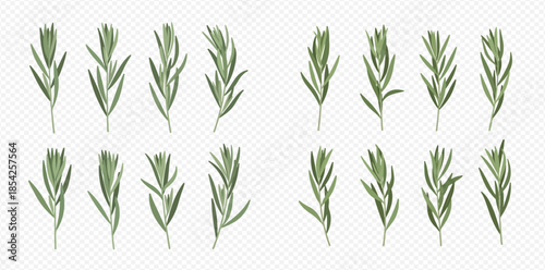 Set of fresh green rosemary sprigs isolated on a transparent background, perfect for culinary designs.