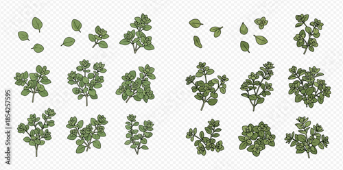 Set of fresh green oregano leaves and branches for cooking and seasoning.
