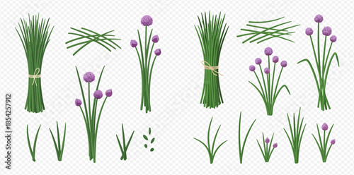 Fresh green chives with purple flowers and chopped pieces, isolated on transparent background.
