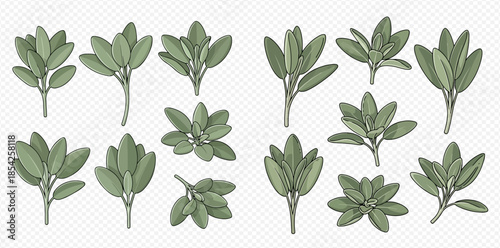 Set of fresh sage leaves and sprigs, aromatic herb for cooking and medicinal use.