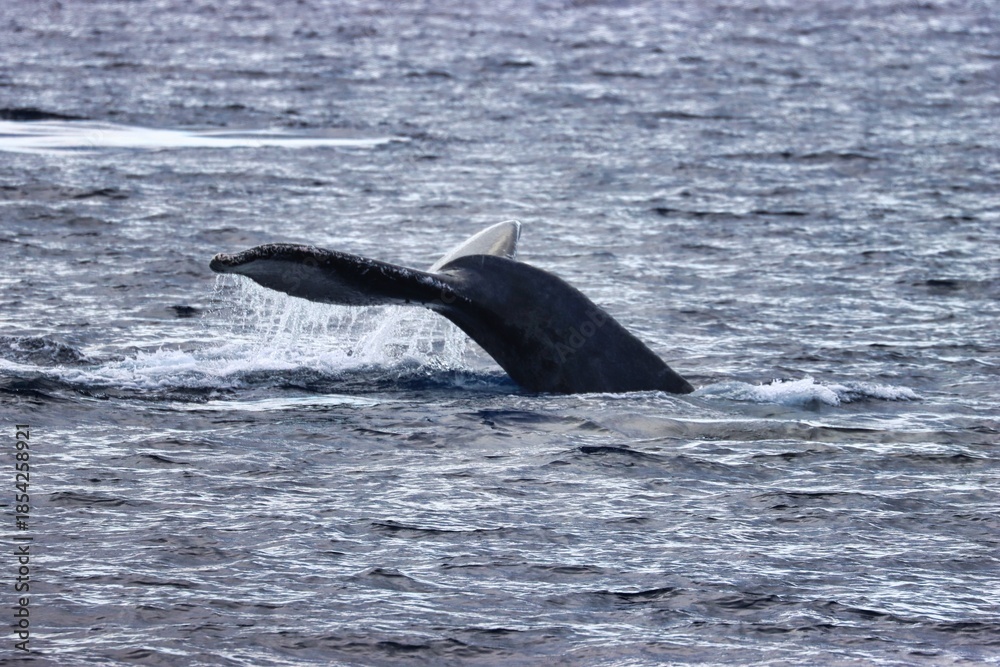 Fototapeta premium Maui, Hawai'i, USA
