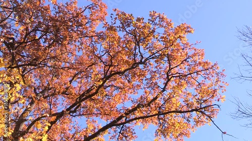 Colorful Autumn leaves on a tree, oak, autumn