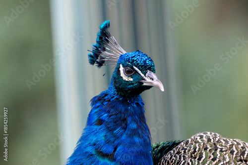 Indian Peafowl (Pavo cristatus), Found in forests and farmland across the Indian Subcontinent