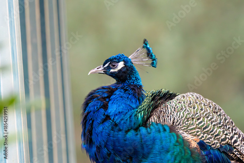 Indian Peafowl (Pavo cristatus), Found in forests and farmland across the Indian Subcontinent